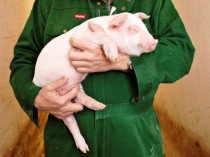 Pig-farmes use of antibiotics